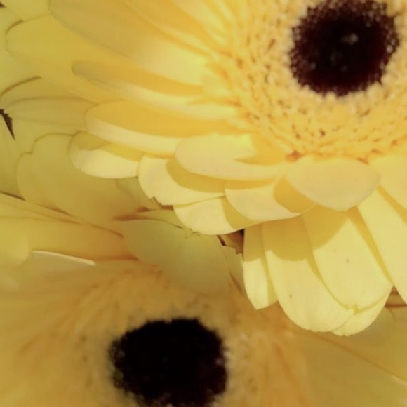 Meet your Posher, Skye - Picture 1 of 1